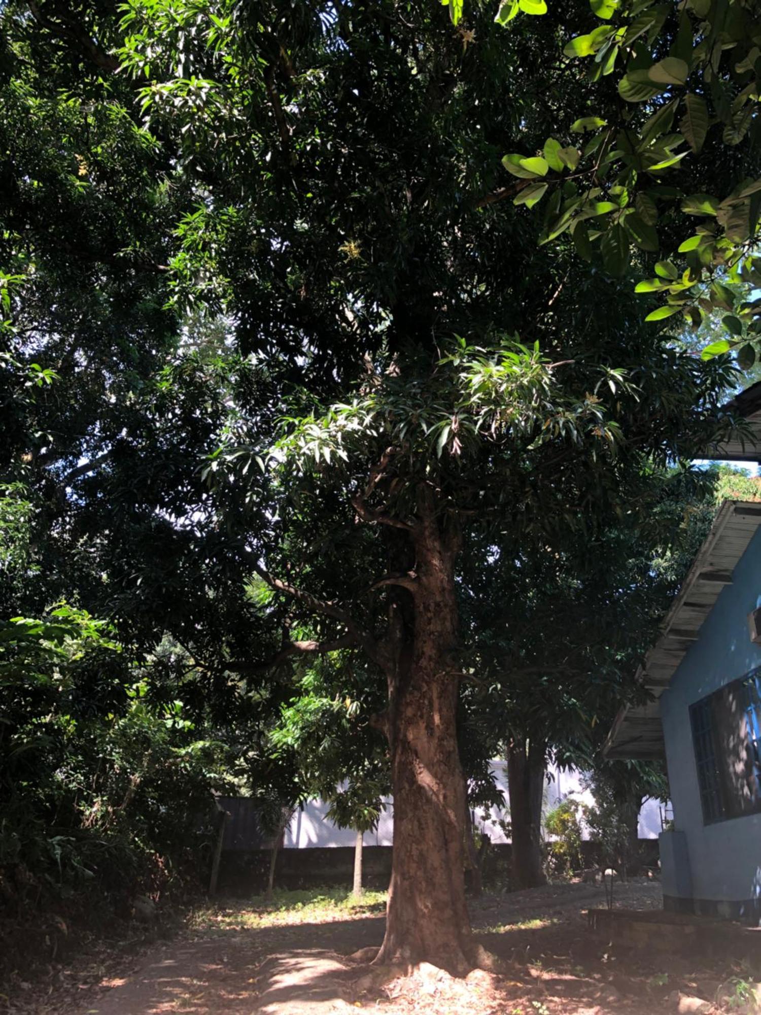 Hostal Juan Lindo San Pedro Sula Exterior foto